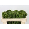 Kaaps Groen Albigreen