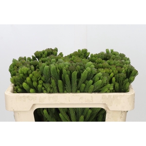 Kaaps Groen Albigreen