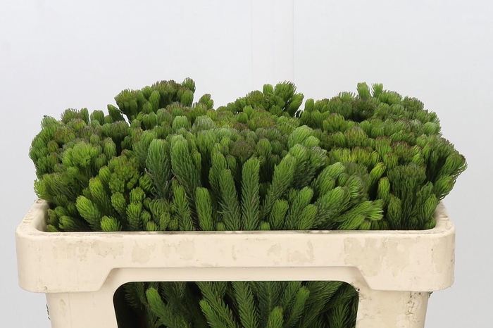 <h4>Kaaps Groen Albigreen</h4>