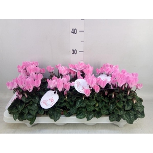 Cyclamen KL 'Odora Salmon Flamed'