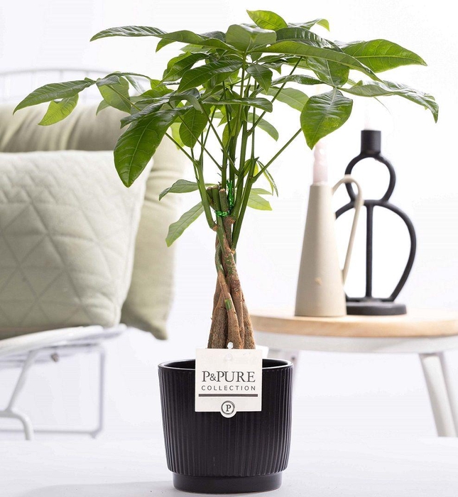 <h4>Pachira Aquatica in P&PURE ceramics Liv</h4>