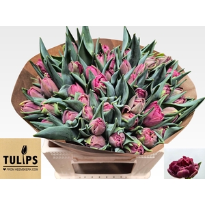 TU DU ALISON BRADLEY