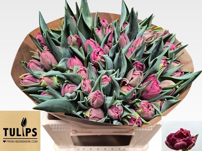 <h4>TU DU ALISON BRADLEY</h4>