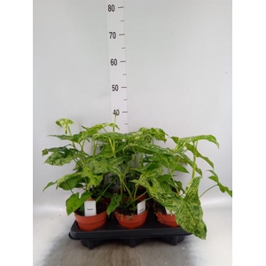 Syngonium   ...