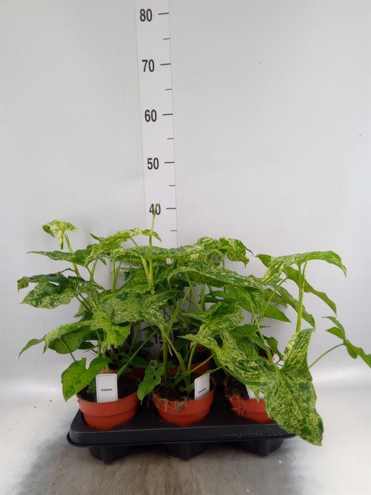 <h4>Syngonium   ...</h4>
