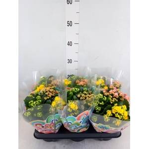 Kalanchoe blos.   ..rosebud mix/pot