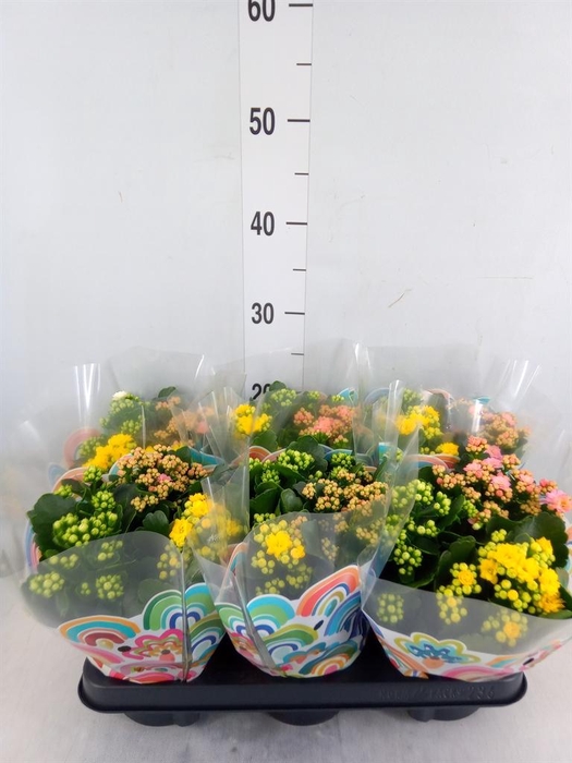 <h4>Kalanchoe blos.   ..rosebud mix/pot</h4>