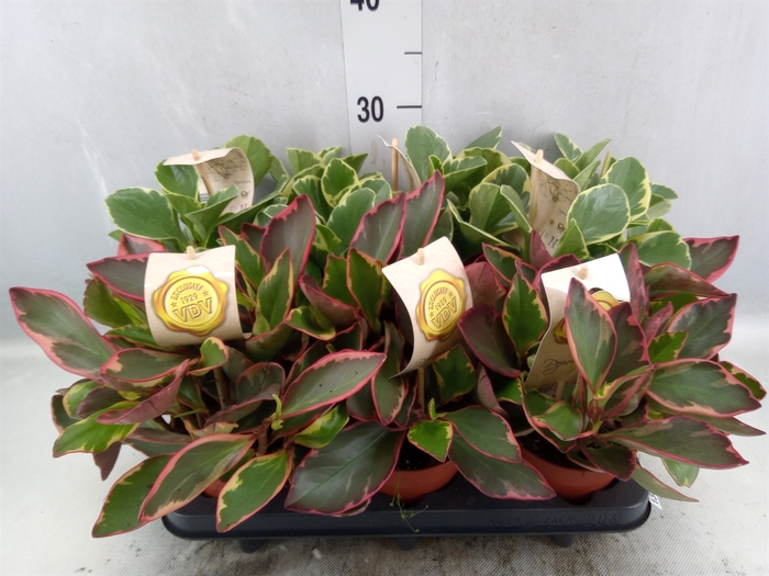 <h4>Peperomia   ...mix</h4>