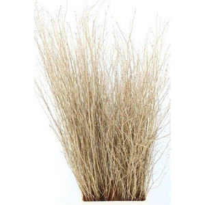 BETULA BS KLB H%