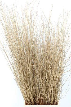 <h4>BETULA BS KLB H%</h4>