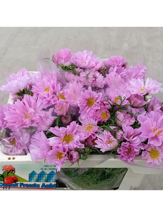 <h4>COSMOS BIPINNATUS</h4>