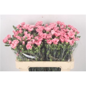 DI SYMPLY CANDY PINK