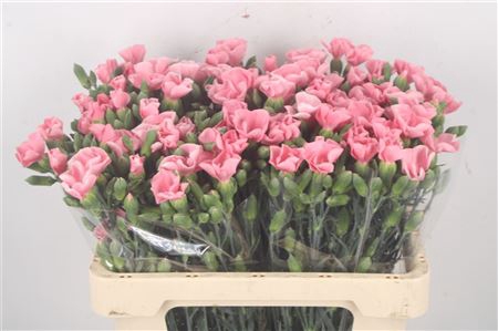 <h4>DI SYMPLY CANDY PINK</h4>