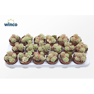 Sedum Rubrotinctum Variegata