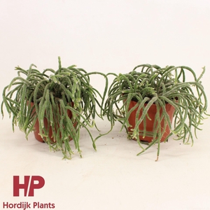 Rhipsalis baccifera subsp. horrida