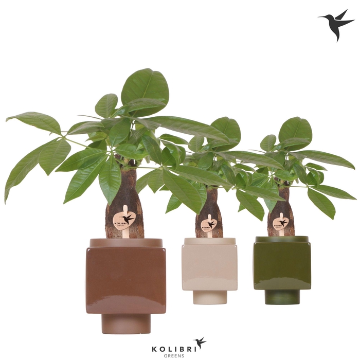 <h4>Kolibri Greens Pachira in Cube pot mix</h4>