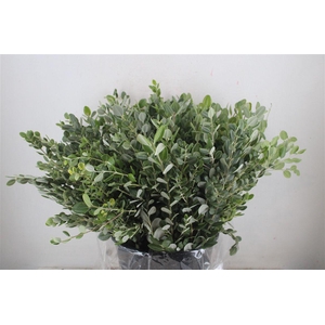 Pittosp Ralphi Leaves 400gr P Bunch