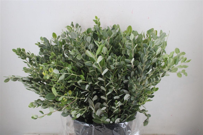 <h4>Pittosp Ralphi Leaves 400gr P Bunch</h4>