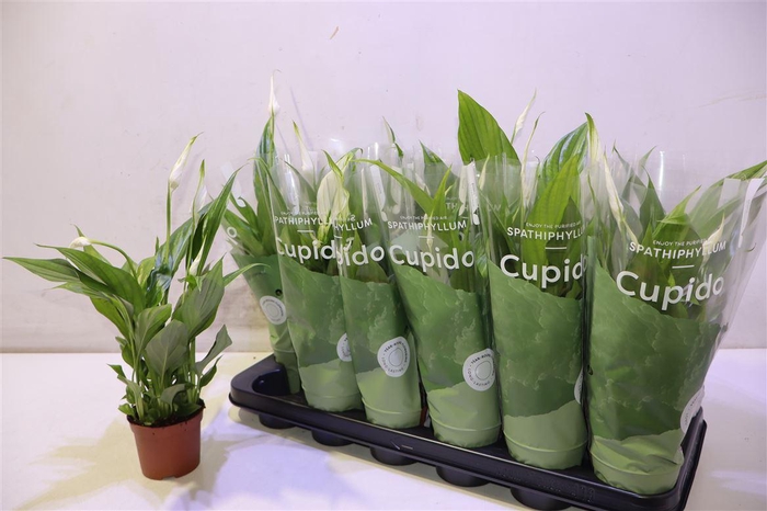 <h4>Spath Pearl Cupido</h4>