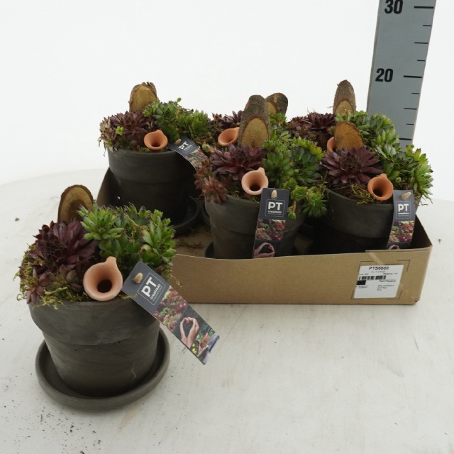 ARR SEMPERVIVUM