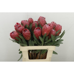 Protea Red Ice