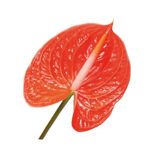 <h4>Anthurium Summer</h4>