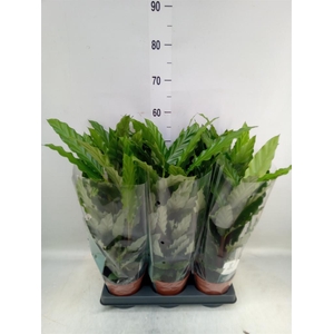 Calathea rufibarba 'Miroscha'