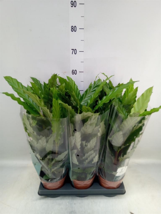 <h4>Calathea rufibarba 'Miroscha'</h4>