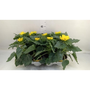Helianthus an. 'Sunsation'