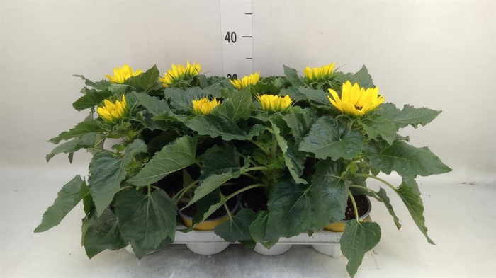 <h4>Helianthus an. 'Sunsation'</h4>