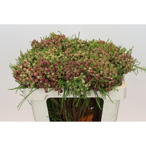 Kaaps Groen Lanuginosa Peanut