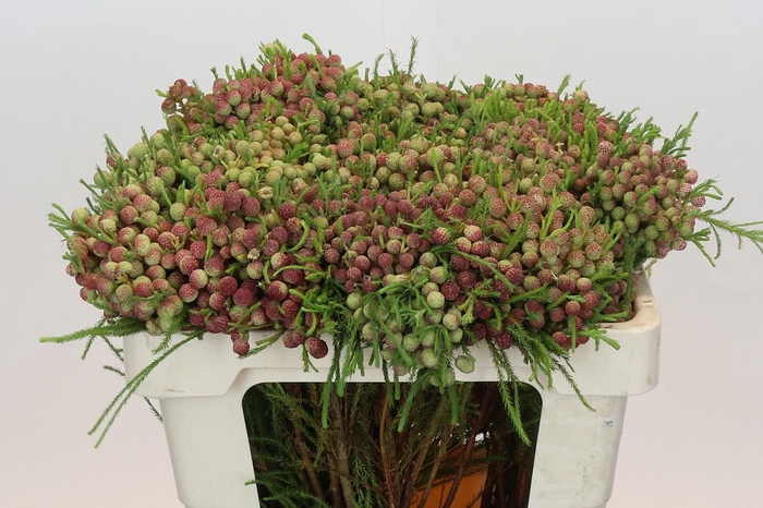 <h4>Kaaps Groen Lanuginosa Peanut</h4>