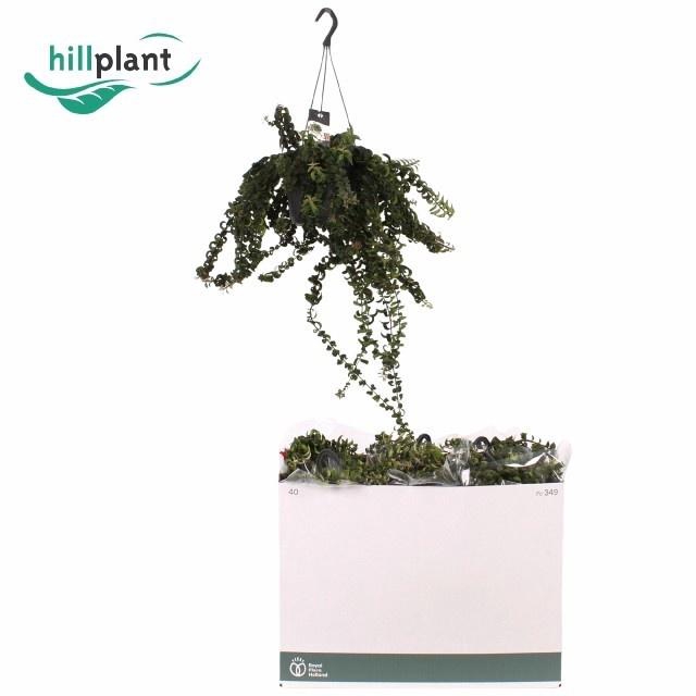 <h4>AESCHYN SWING</h4>