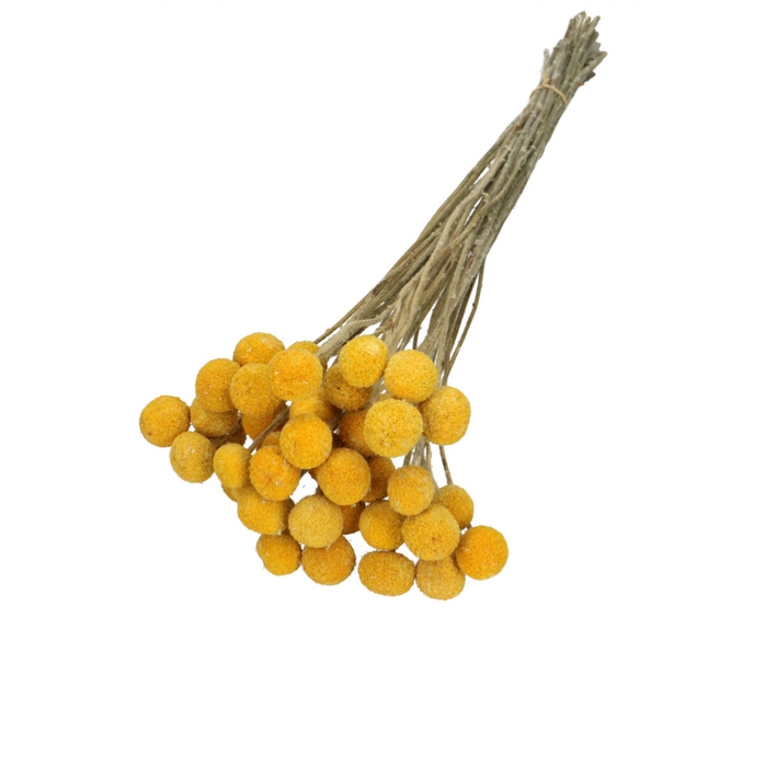 <h4>Droogbloem Craspedia 50cm x40</h4>
