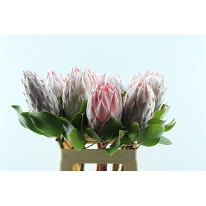 Protea Cynaroides