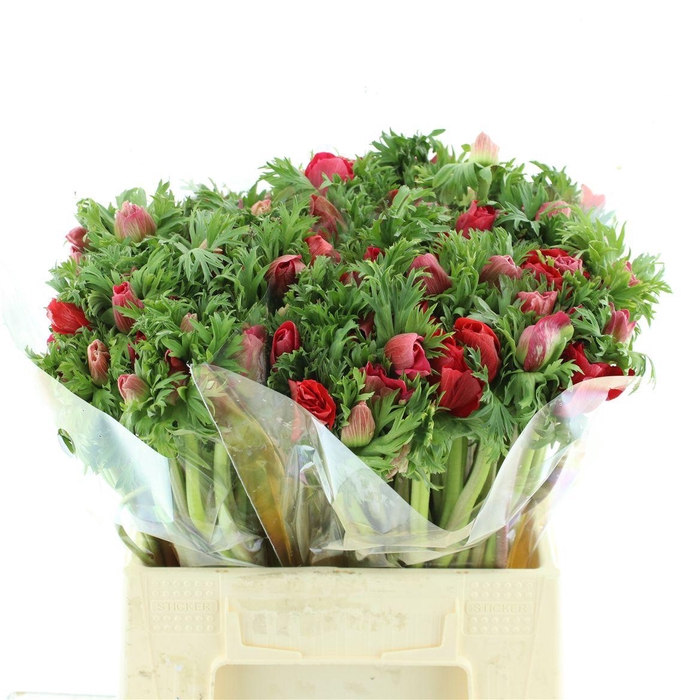 <h4>Anem Co Mar Red</h4>