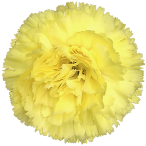 <h4>DIAN.ST. Diletta</h4>