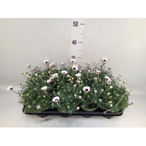 Rhodanthemum  'Casablanca'