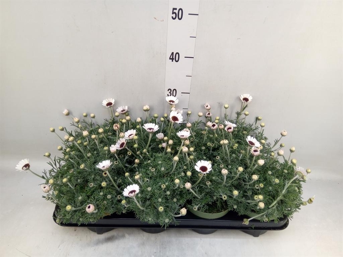 <h4>Rhodanthemum  'Casablanca'</h4>