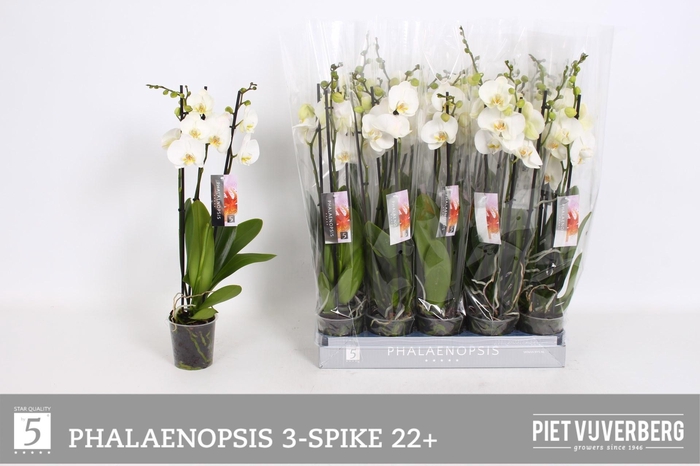 <h4>PHAL OV WIT</h4>