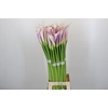 Zantedeschia Eydolls Purple White