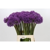 Allium Gladiator