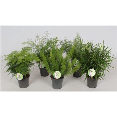 <h4>Asparagus Gemengd</h4>