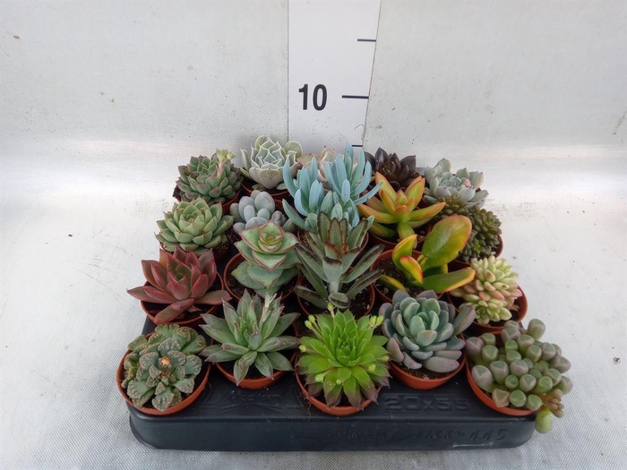<h4>Succulents   ...</h4>