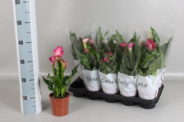 <h4>ZANT GEM 6 KL</h4>