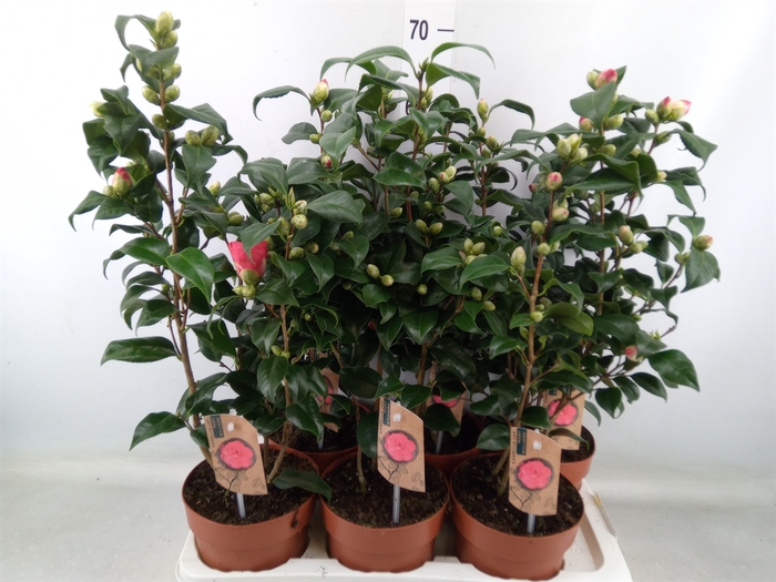 <h4>Camellia reticulata 'Mary Williams'</h4>