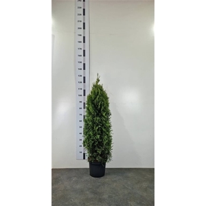 Thuja occ. 'Smaragd'