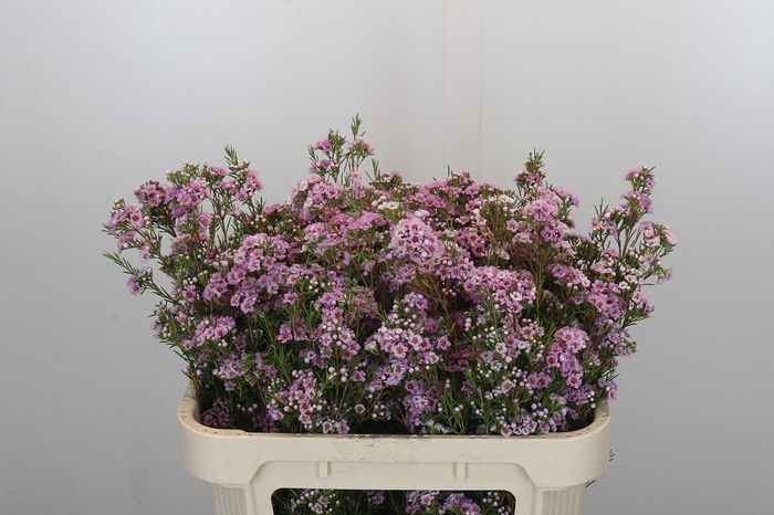 <h4>Chamelaucium Giselle</h4>