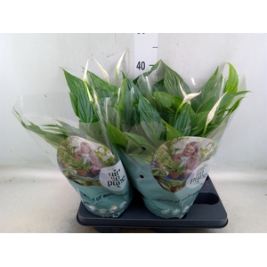 Spathiphyllum  'Pearl Cupido'