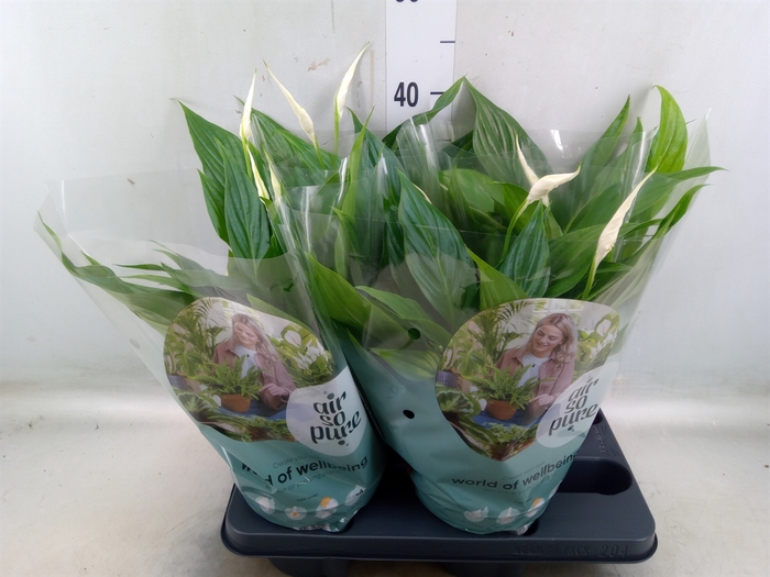 <h4>Spathiphyllum  'Pearl Cupido'</h4>